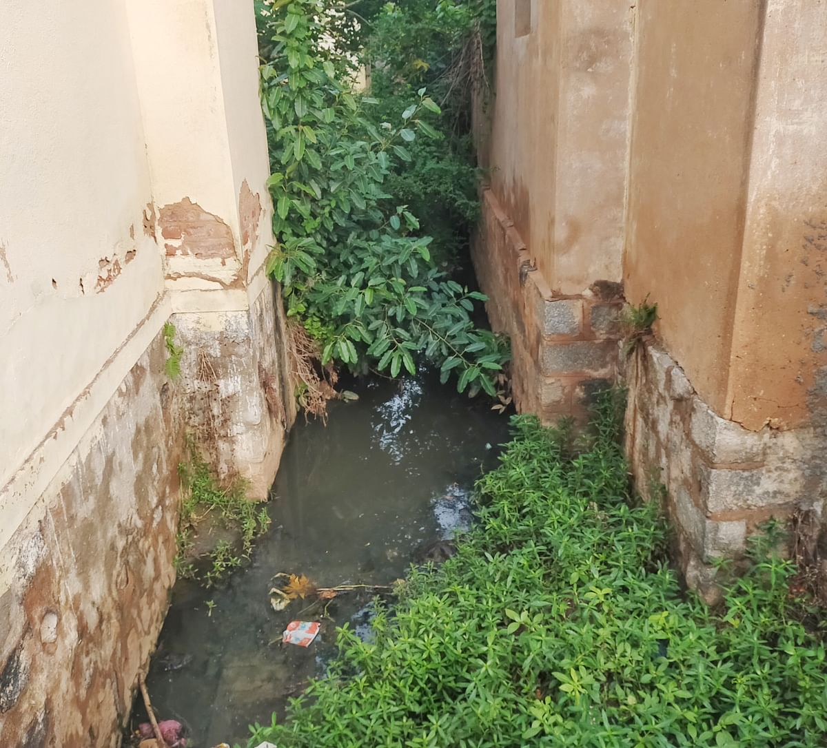 ಹಿರೀಸಾವೆ ರಾಜಕಾಲುವೆಯಲ್ಲಿ ಹೂಳು ತುಂಬಿ ಗಿಡಗಂಟಿಗಳು ಬೆಳೆದು ನೀರು ನಿಂತಿದೆ.