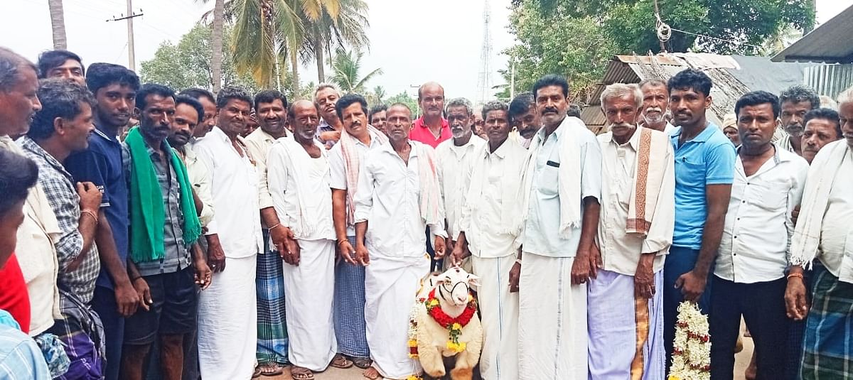 ₹1.1 ಲಕ್ಷಕ್ಕೆ ಬಂಡೂರು ತಳಿ ಟಗರು ಮಾರಾಟ!