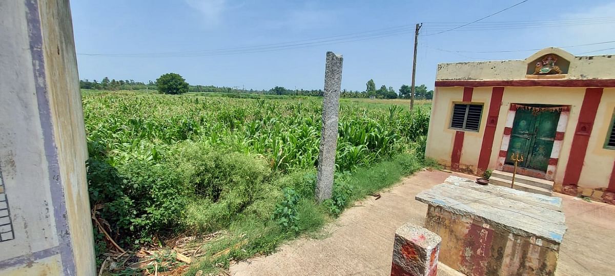 ಶಾಲೆಗೆ ಮಂಜೂರಾದ ಜಾಗದಲ್ಲಿ ಬೆಳೆ ಬೆಳೆದಿರುವುದು