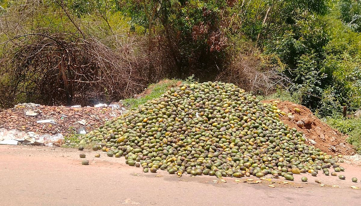 ರಸ್ತೆ ಬದಿಯಲ್ಲಿ ದುವರ್ಾಸನೆ ಬೀರುತ್ತಿರುವ ಕೊಳೆತ ಮಾವಿನ ರಾಶಿ