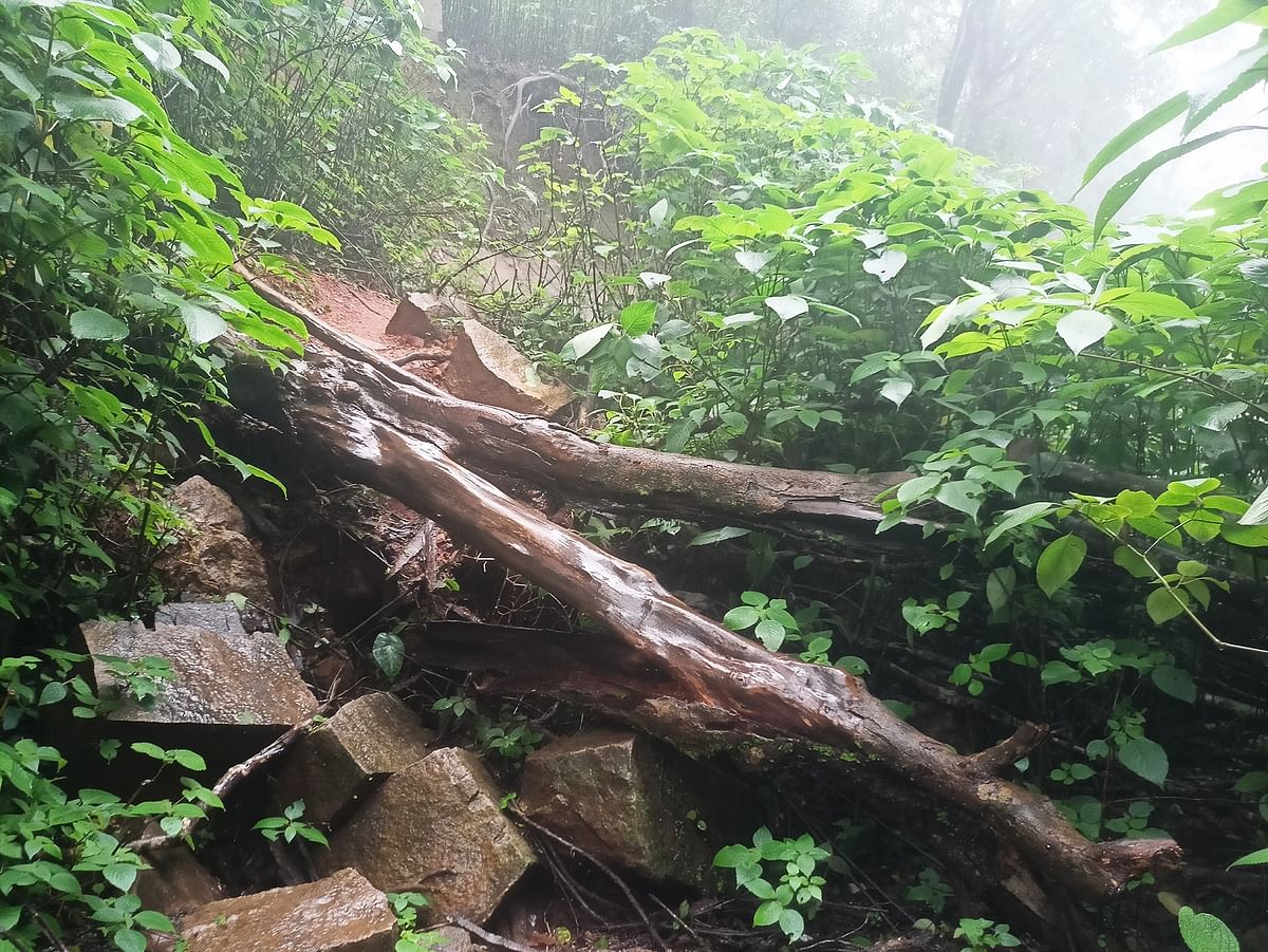 ಶಿಖರಕ್ಕೆ ತೆರಳುವ ಮಾರ್ಗಮಧ್ಯೆ ಉರುಳಿದ ಮರ