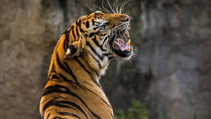 Tiger Census | ಕರ್ನಾಟಕದಲ್ಲಿ 563 ಹುಲಿಗಳು