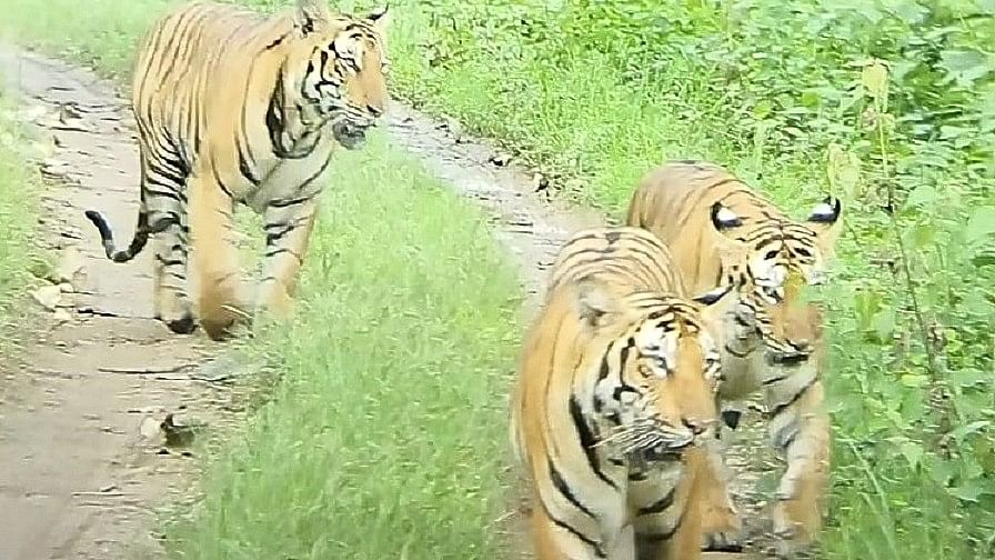Tigers Day: ಬಂಡೀಪುರದಲ್ಲಿವೆ 32 ಮರಿ ಹುಲಿಗಳು!