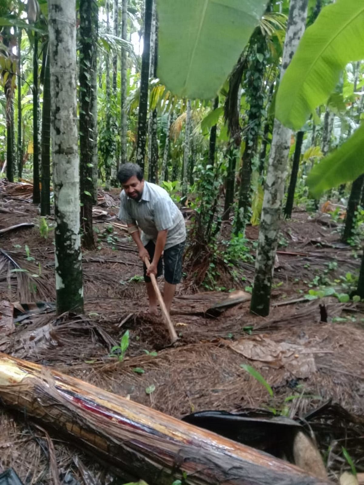 ತೋಟದ ಕೆಲಸದಲ್ಲಿ ನಿರತರಾಗಿರುವ ಸಿದ್ದಾಪುರದ ಕೇಶವ‌ ಹೆಗಡೆ ಕೊಳಗಿ ಭಾಗವತರು