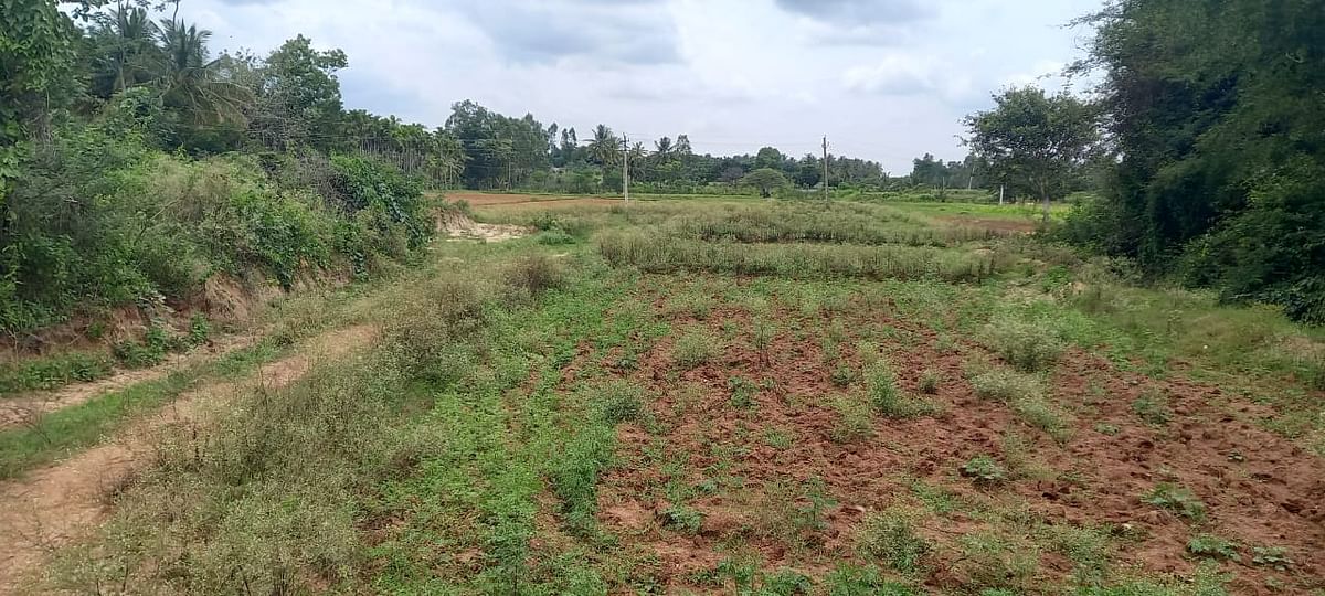  ಕಾಡಮತ್ತಿಕೆರೆ ಬಳಿ ನಾಲೆ ಮುಚ್ಚಿರುವ ರೈತರು