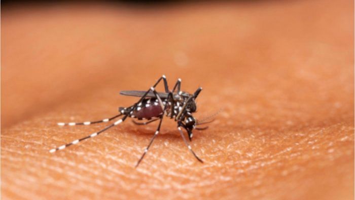 Dengue Fever | ಮಳೆ: ರಾಜ್ಯದಲ್ಲಿ ಡೆಂಗಿ ಪ್ರಕರಣ ಹೆಚ್ಚಳ