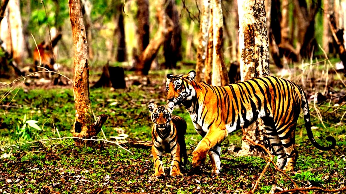 World Tiger Day| ನಾಗರಹೊಳೆಯಲ್ಲಿ 149 ಹುಲಿ 