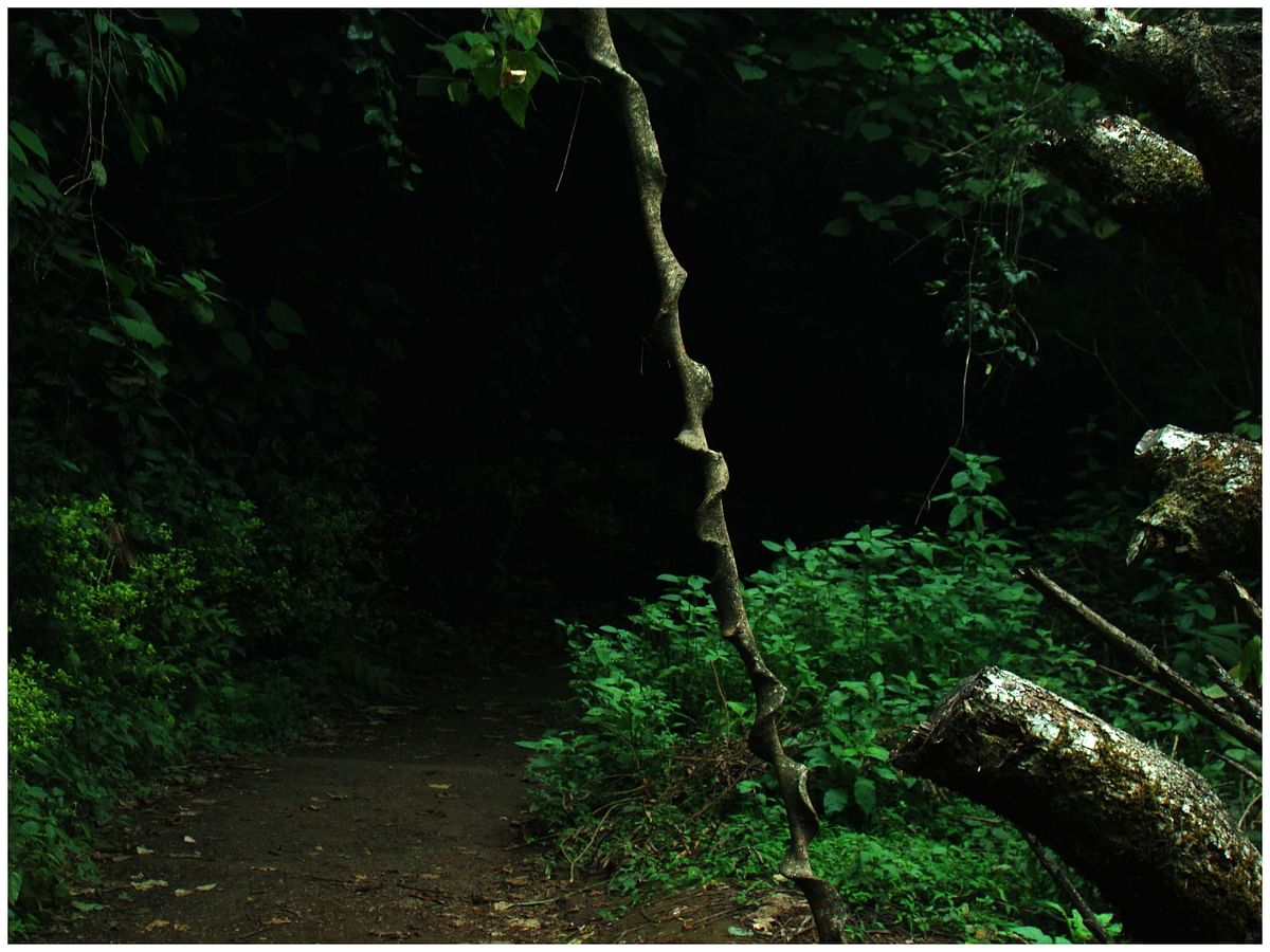 ಪ್ಯಾಪಿಲೋ ಬುದ್ಧರು ಇಲ್ಲೆಲ್ಲ ಸಿಕ್ಕರು