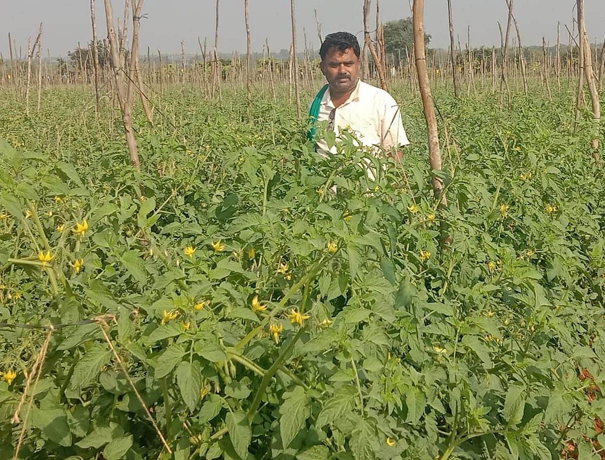 ಚಿತ್ರಸುದ್ದಿ:ಒಣಗಿ ಹೋಗುವ ಮೊದಲು ಟೊಮೊಟೊ ತೋಟದಲ್ಲಿ ಎಂ.ಎಚ್.ಷಣ್ಮುಖಪ್ಪ(ಸಂಗ್ರಹ ಚಿತ್ರ)