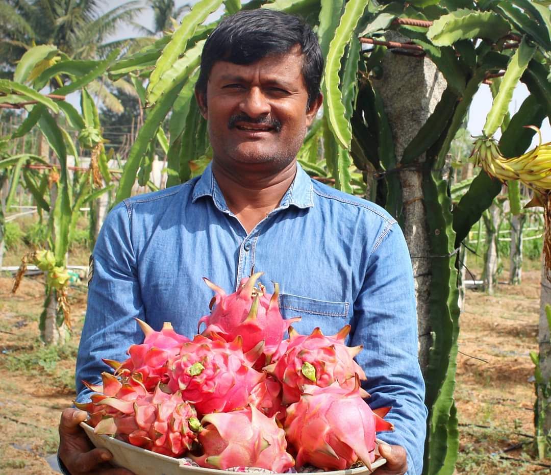 ಮಾಲೂರು ತಾಲ್ಲೂಕಿನ ಕುಪ್ಪೂರು ಗ್ರಾಮದ ರೈತ ಶ್ರೀ ನಿವಾಸ್ ತಮ್ಮ ಕೃಷಿ ಭೂಮಿಯಲ್ಲಿ ಬೆಳೆದ ಡ್ಯ್ರಾಗನ್ ಪ್ರೂಟ್ ಗಳನ್ನು ಬಿಡಿಸಿ ಮಾರುಕಟ್ಟೆಗೆ ಹಾಕುತ್ತಿರುವುದು