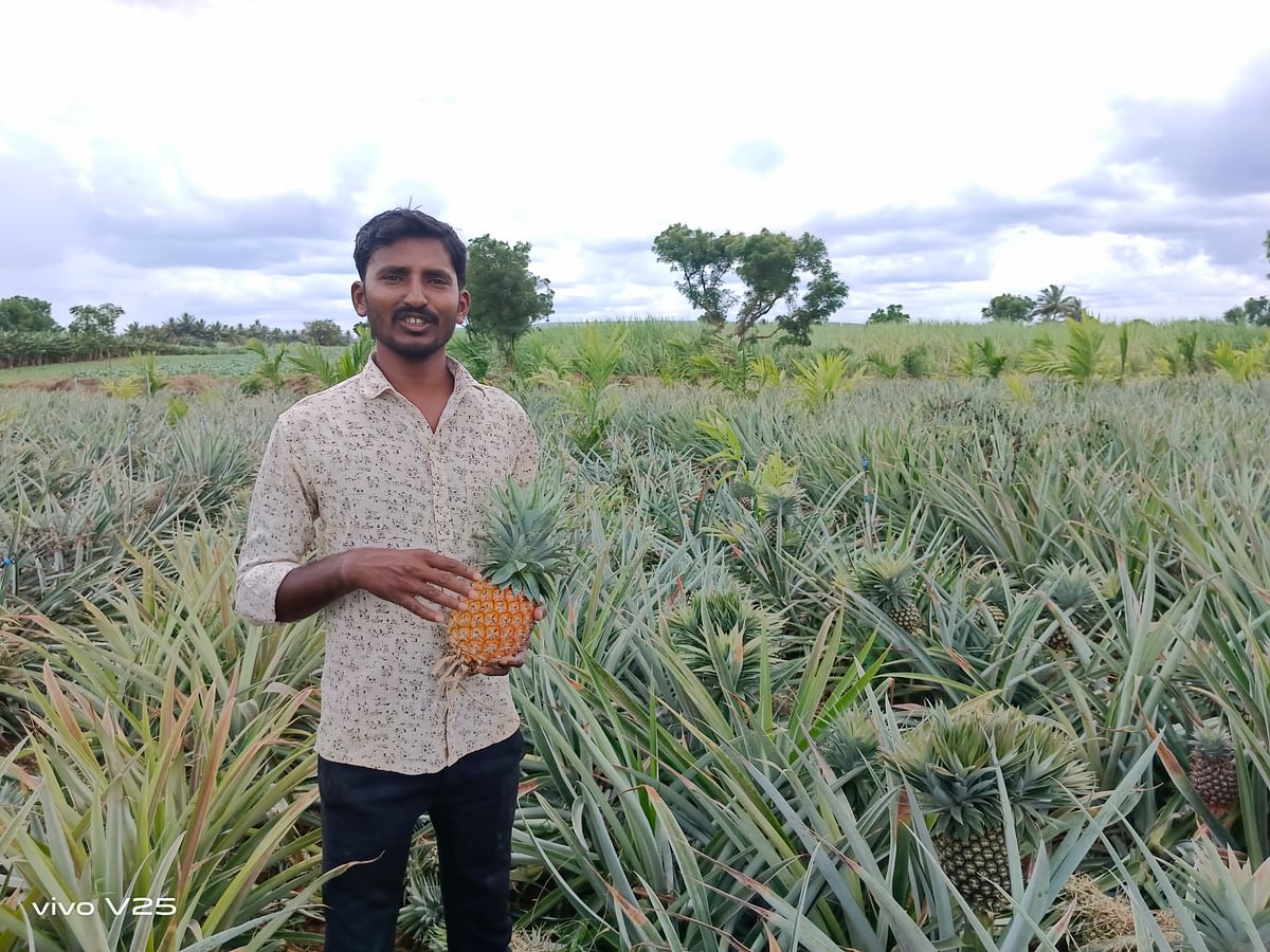 ಬಾಗಲಕೋಟೆ ಜಿಲ್ಲೆಯ ಬೂದಿಹಾಳ ಎಸ್‌.ಎಚ್‌. ನಲ್ಲಿ ಬೆಳೆದಿರುವ ಫೈನಾಪಲ್‌ ಬೆಳೆ ತೋರಿಸುತ್ತಿರುವ ರೈತ ಮಲ್ಲಿಕಾರ್ಜುನ ಭಗವತಿ