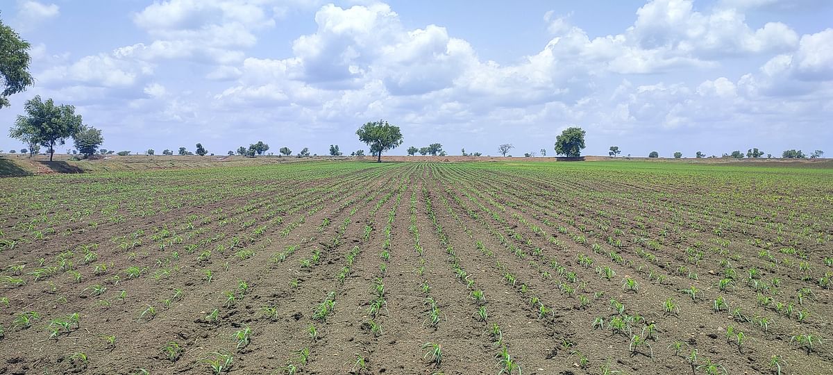 ಹುನಗುಂದ ಪಟ್ಟಣದ ಹೊರ ವಲಯದ ಜಮೀನಿನಲ್ಲಿ ಬೆಳೆದಿರುವ ಗೋವಿನಜೋಳದ ಬೆಳೆ