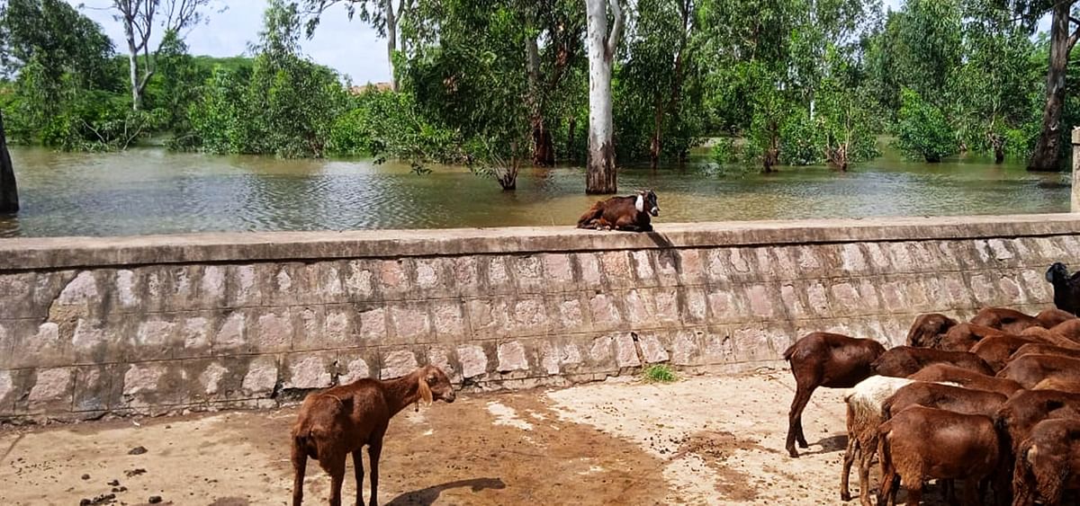 ಬರದಲ್ಲೂ ಭರ್ತಿಯಾಗಿ ಪ್ರಾಣಿಗಳಿಗೆ ಆಸರೆಯಾದ ಶಾಖಾಪುರ ಕೆರೆ