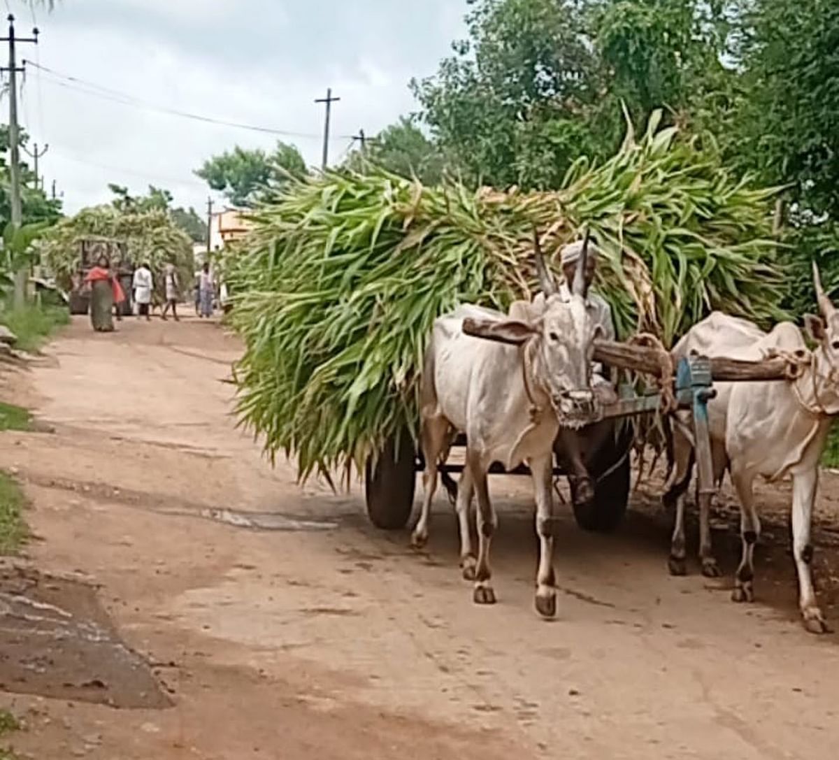 ಹೂವಿನಹಡಗಲಿ ತಾಲ್ಲೂಕು ಉತ್ತಂಗಿಯಲ್ಲಿ ಒಣಗಿದ ಮೆಕ್ಕೆಜೋಳವನ್ನು ರೈತರು ಕಿತ್ತು ಮೇವಿಗಾಗಿ ಸಾಗಿಸಿದರು