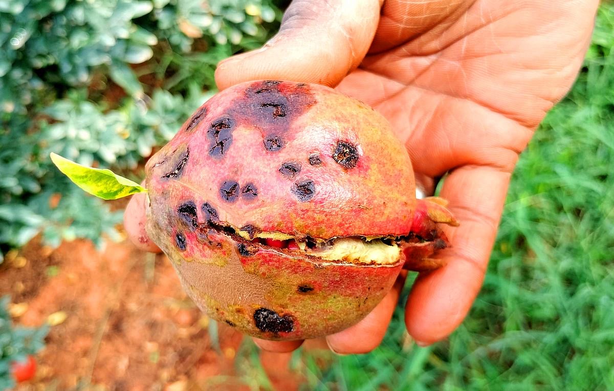 ರೋಗಕ್ಕೆ ತುತ್ತಾಗಿರುವ ದಾಳಿಂಬೆ