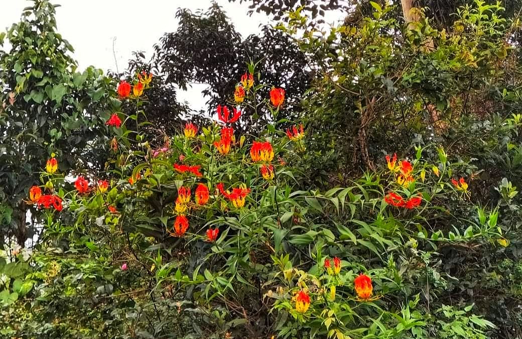 ತುಮರಿಯ ಶರಾವತಿ ಕಣಿವೆಯಲ್ಲಿ ಸಮೃದ್ಧವಾಗಿ ಬೆಳೆದು ನೋಡುಗರನ್ನು ಆಕರ್ಷಿಸುತ್ತಿರುವ ಗೌರಿ ಹೂವು