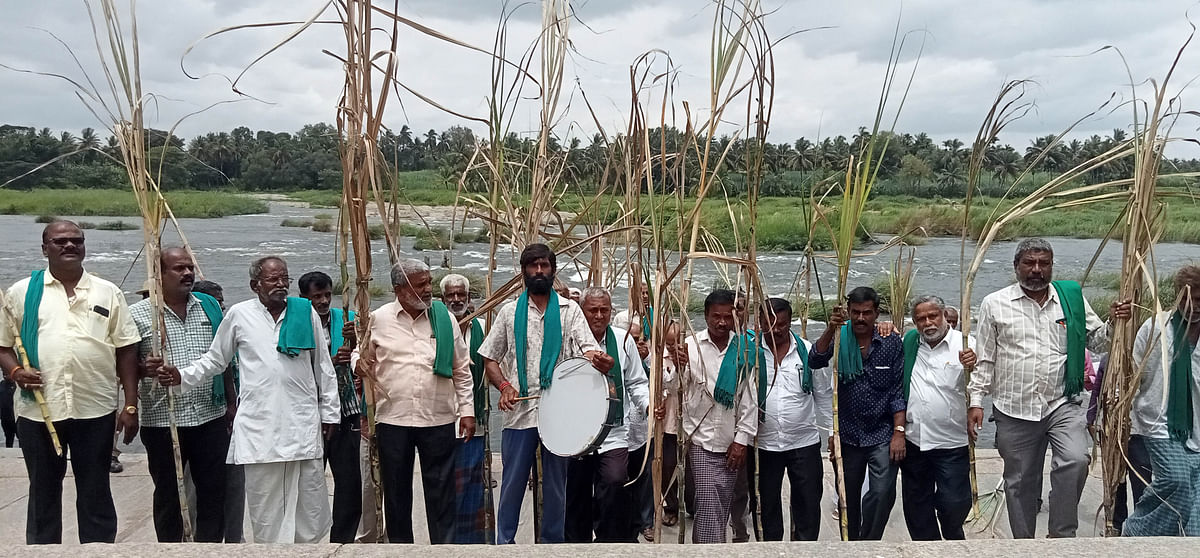 ಶ್ರೀರಂಗಪಟ್ಟಣದ ಕಾವೇರಿ ನದಿ ಸೋಪಾನಕಟ್ಟೆ ಬಳಿ ಭೂಮಿತಾಯಿ ಹೋರಾಟ ಸಮಿತಿಯ ಪ್ರಮುಖರು ಗುರುವಾರ ಒಣಗಿದ ಕಬ್ಬು ಹಿಡಿದು ಪ್ರತಿಭಟನೆ ನಡೆಸಿದರು