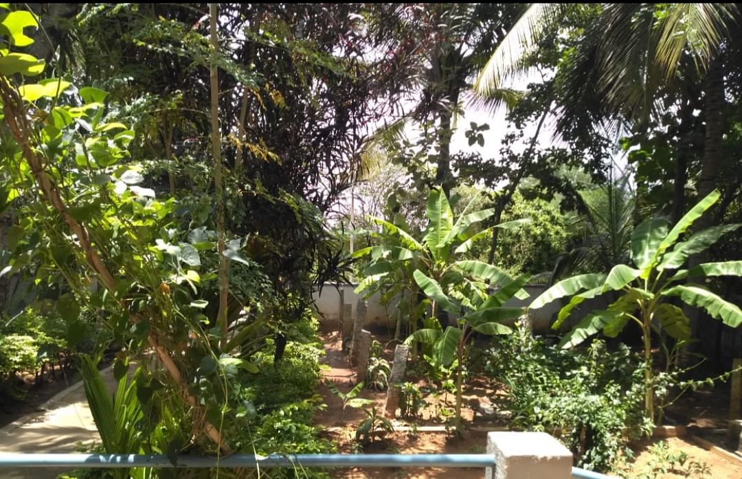 ಶಾಲೆಯ ಆವರಣದಲ್ಲಿರುವ ಬೆಳೆಸಿರುವ ವಿವಿಧ ರೀತಿಯ ಗಿಡಗಳು
