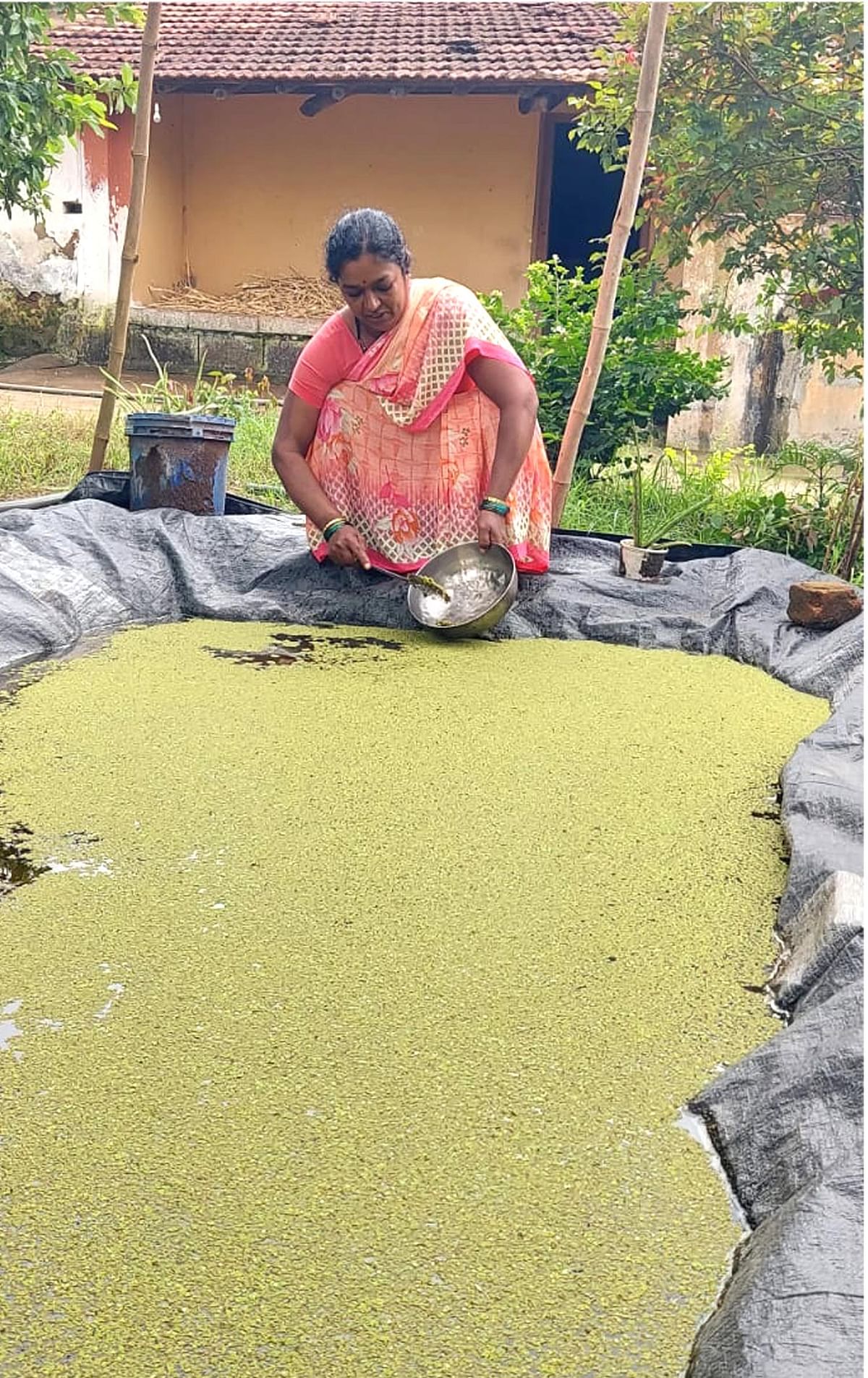 ಸಿದ್ದನಬಾವಿಯ ರೈತ ಮಹಿಳೆ ಸುವರ್ಣಾ ಶಂಕರಗೌಡ ಹಾದಿಮನಿ ಅವರು ತಮ್ಮ ಮನೆಯ ಕೈತೋಟದಲ್ಲಿ ಪೋಷಕಾಂಶಯುಕ್ತ ಮೇವು ಅಜೋಲಾ ಪರೀಕ್ಷಿಸುತ್ತಿರುವುದು