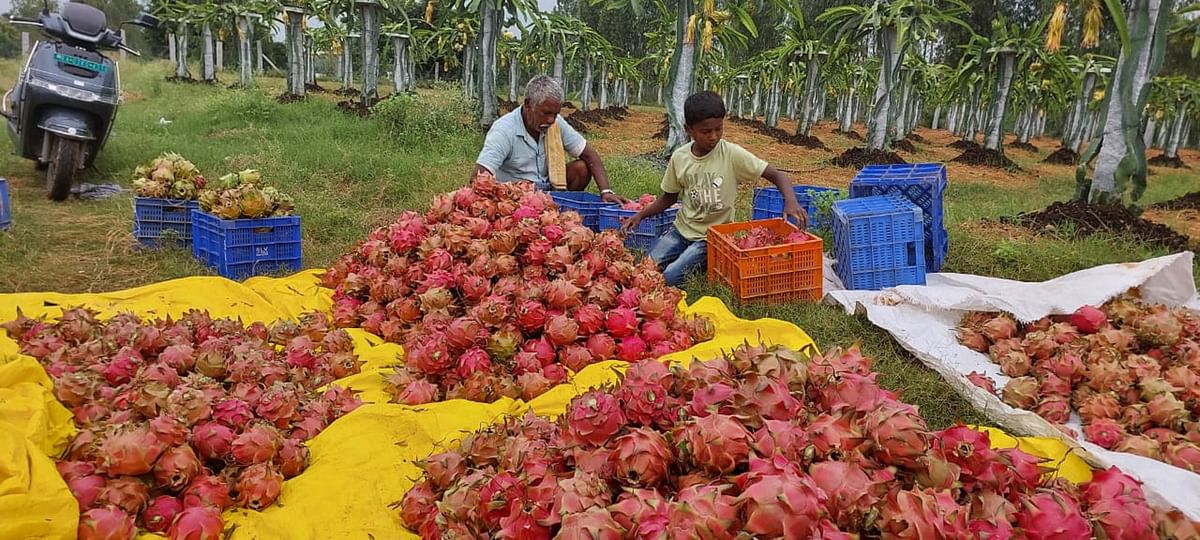 ತೋಟದಲ್ಲಿ ಬೆಳೆದಿರುವ ಹಣ್ಣಿನ ರಾಶಿ