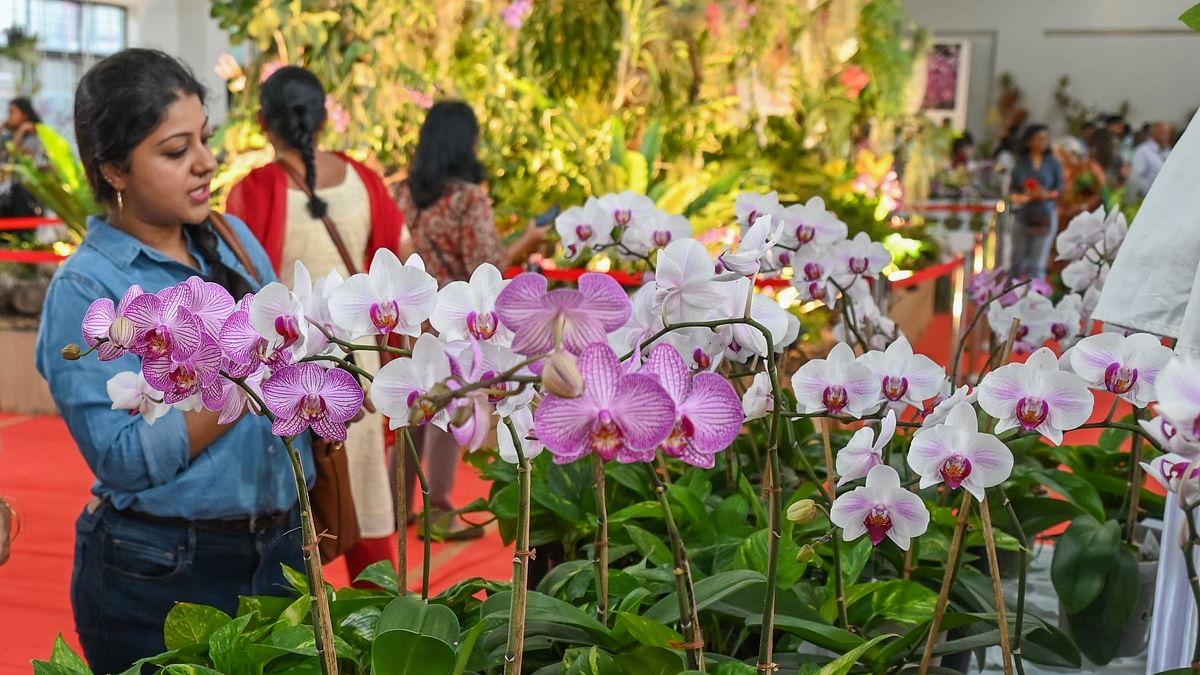 Orchid show | ಆರ್ಕಿಡ್‌ ಪ್ರದರ್ಶನ: ಚೆಲುವಿನಲ್ಲಿ ಸಾಟಿ ಇಲ್ಲ ಎಂದ ಹೂವುಗಳು...