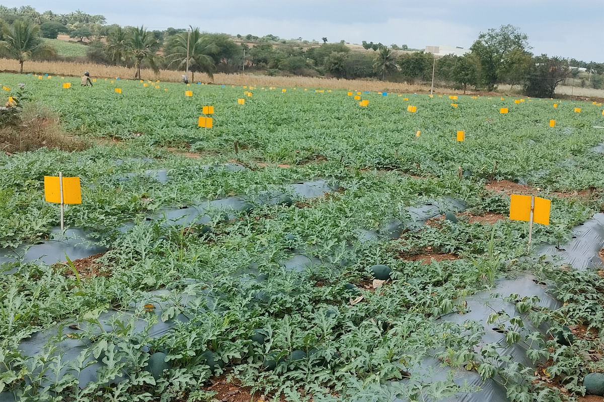 ರೈತ ಬಸಣ್ಣ ಬೆಂಗಳೂರ ಅವರ ಕಲ್ಲಂಗಡಿ ತೋಟ