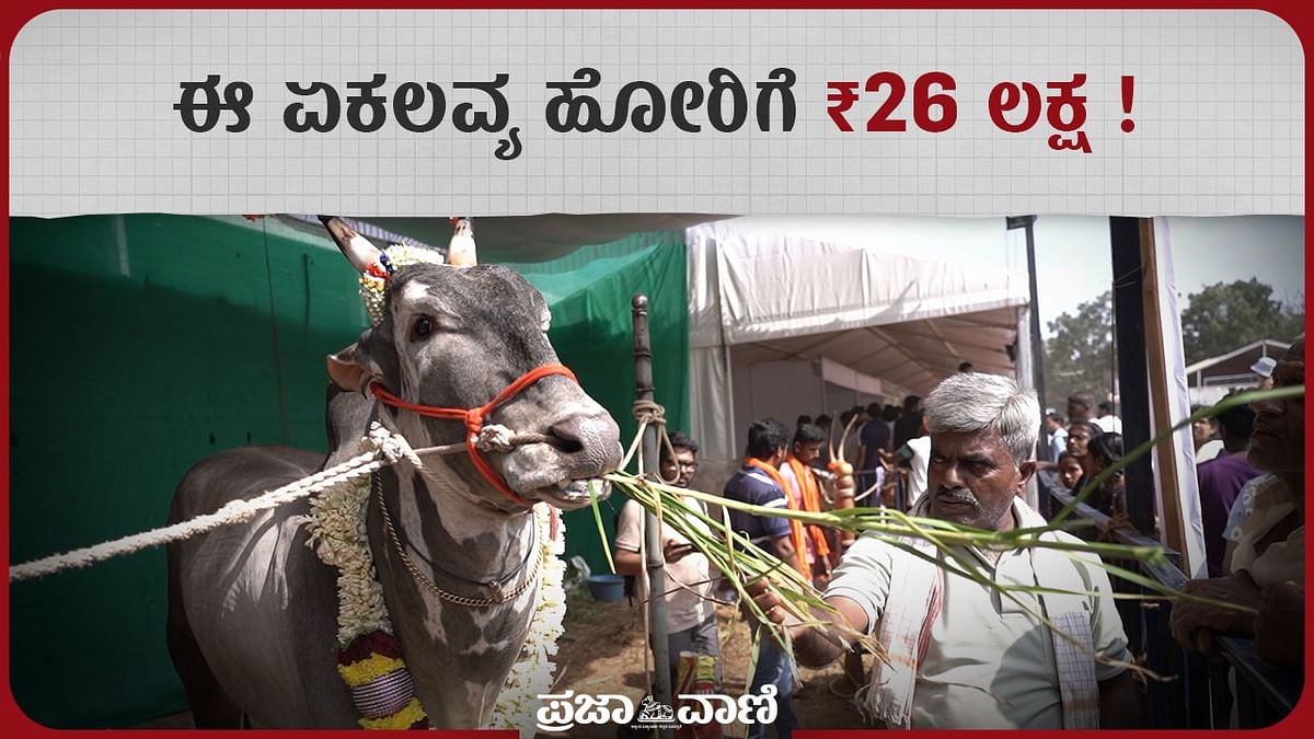 Video | ಈ ಏಕಲವ್ಯ ಹೋರಿಗೆ ₹26 ಲಕ್ಷ !