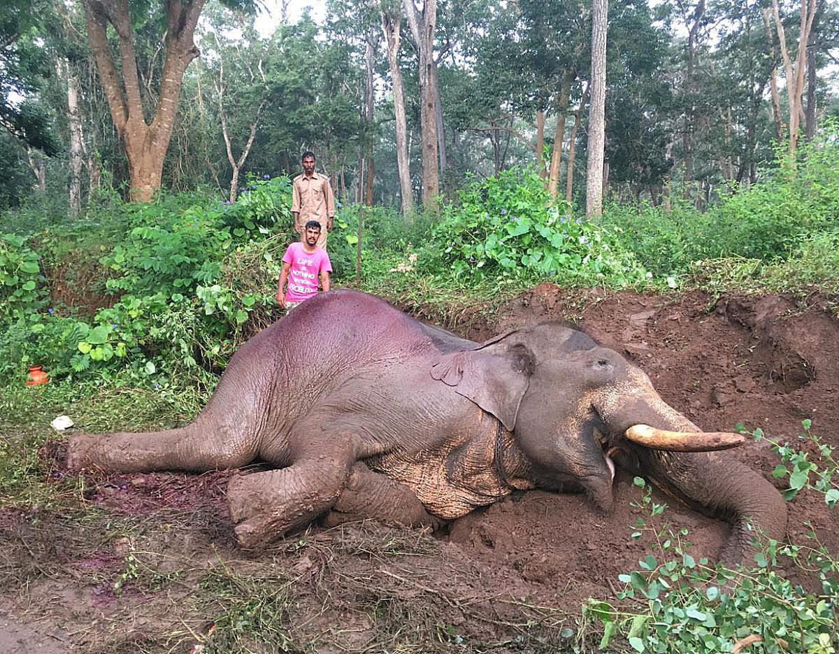 ಮೈಸೂರು–ವಿರಾಜಪೇಟೆ ರಸ್ತೆಯಲ್ಲಿ ಅತಿವೇಗವಾಗಿ ಸಾಗಿದ ಬಸ್‌ ಗುದ್ದಿದ್ದರಿಂದ ತೀವ್ರವಾಗಿ ಗಾಯಗೊಂಡಿದ್ದ ರಂಗ ಎಂಬ ಆನೆ 2018ರಲ್ಲಿ ಮೃತಪಟ್ಟಿತ್ತು.