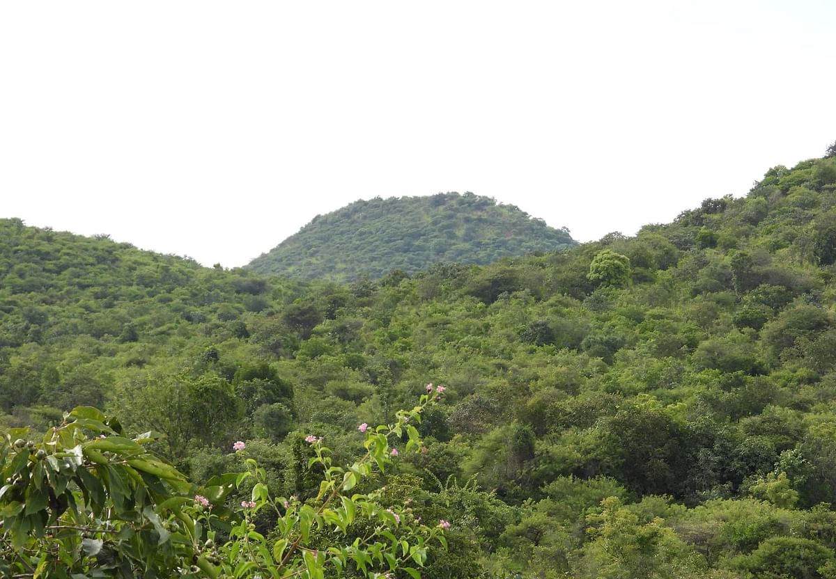 ಕೊಂಡುಕುರಿ ವನ್ಯಧಾಮದ ನೋಟ