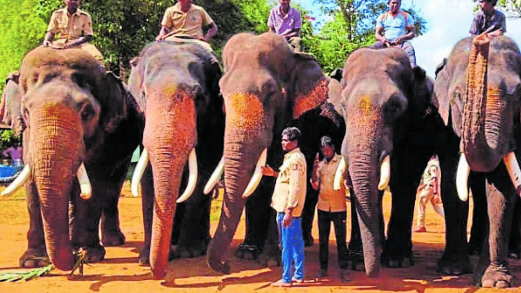 Elephant Arjuna | ಕ್ಯಾಪ್ಟನ್‌ ಇಲ್ಲದೇ ಮರಳಿದ ಸಾಕಾನೆ ತಂಡ