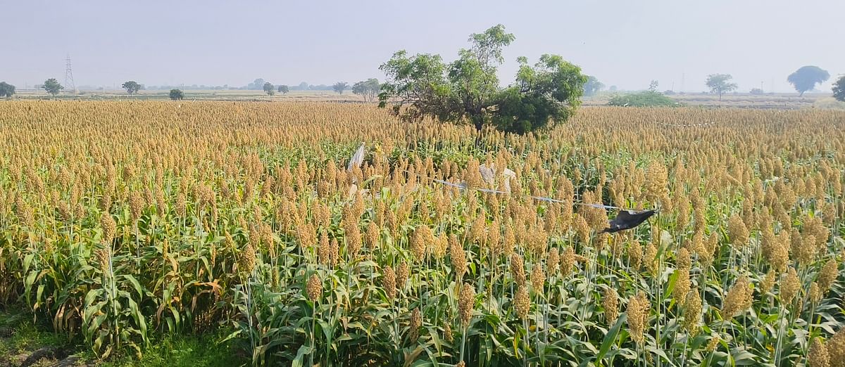 ತೆಕ್ಕಲಕೋಟೆ ರೈತ ನರಸಿಂಹ ಸಾಗುವಳಿ ಜಮೀನಿನಲ್ಲಿ ನಳನಳಿಸುತ್ತಿರುವ ಬಿಳಿ ಜೋಳ