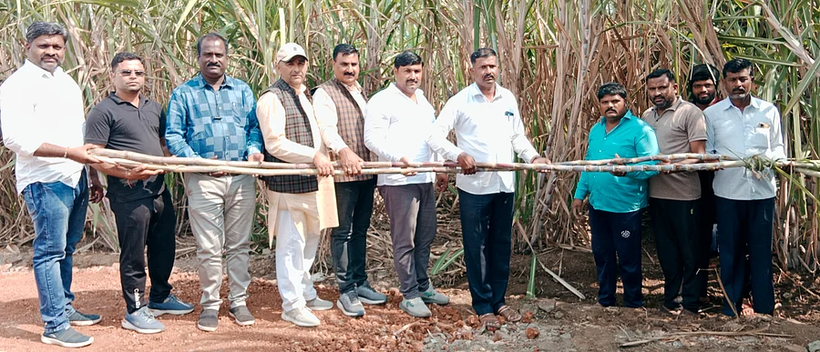 25 ಅಡಿ ಎತ್ತರದ ಕಬ್ಬು ಬೆಳೆದ ಸಹೋದರರು: ಉತ್ತರಪ್ರದೇಶಕ್ಕೆ ಮಾದರಿಯಾದ ಕರ್ನಾಟಕ