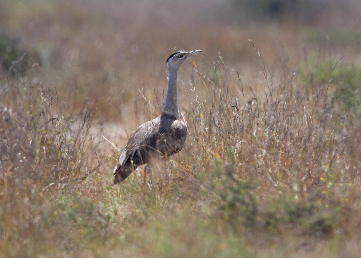 Great Indian Bustard