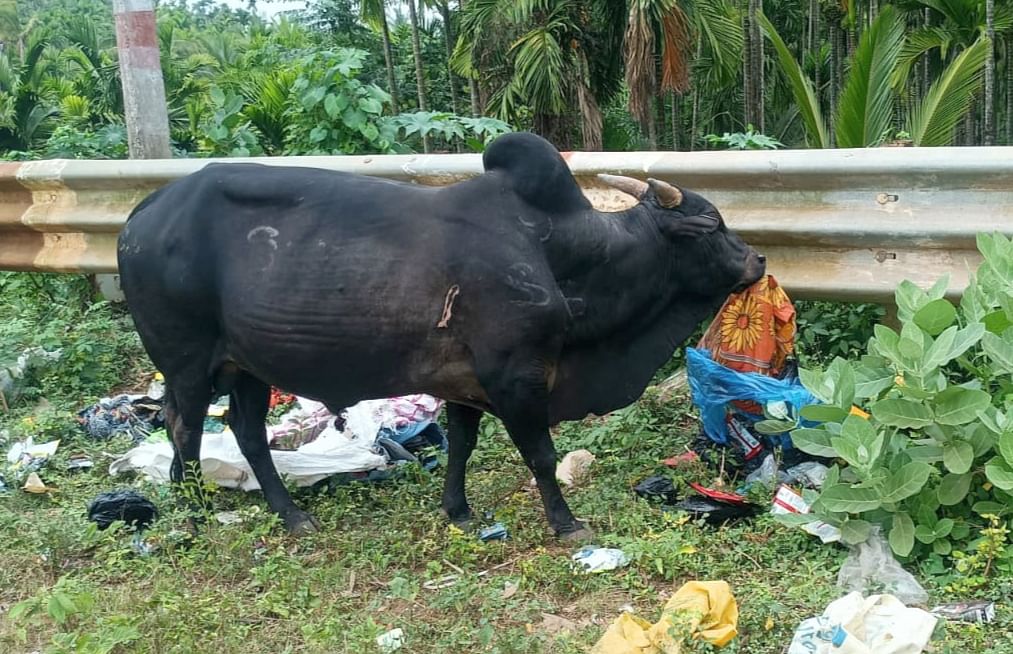 ಶಿಕಾರಿಪುರದ ಹುಚ್ಚರಾಯನ ಕೆರೆ ಪಕ್ಕದ ರಸ್ತೆ ಬದಿಯಲ್ಲಿ ಬಿದ್ದಿರುವ ಪ್ಲಾಸ್ಟಿಕ್ ತ್ಯಾಜ್ಯವನ್ನು ಗೂಳಿಯೊಂದು ತಿನ್ನುತ್ತಿರುವುದು