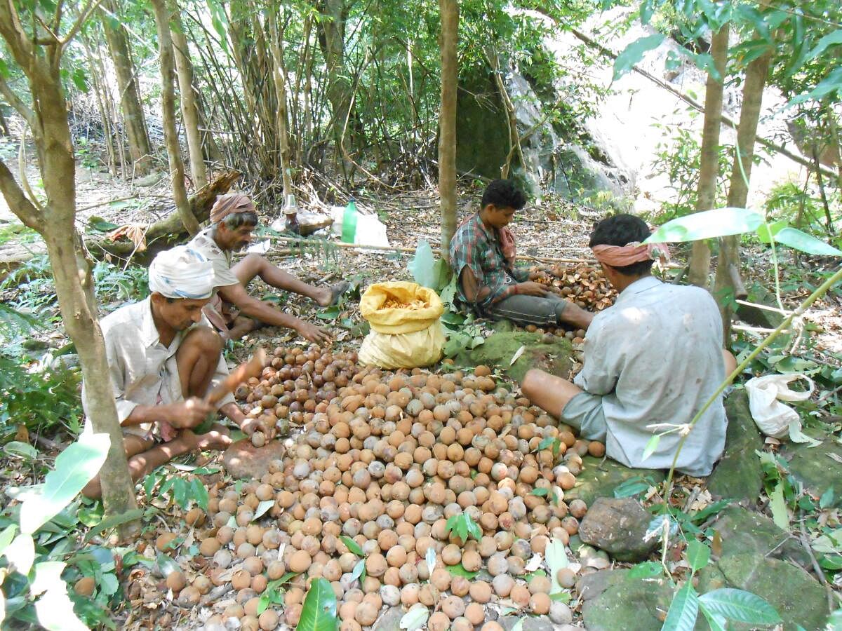 ಕಾಡು ಉತ್ಪತ್ತಿ ಸಂಗ್ರಹ