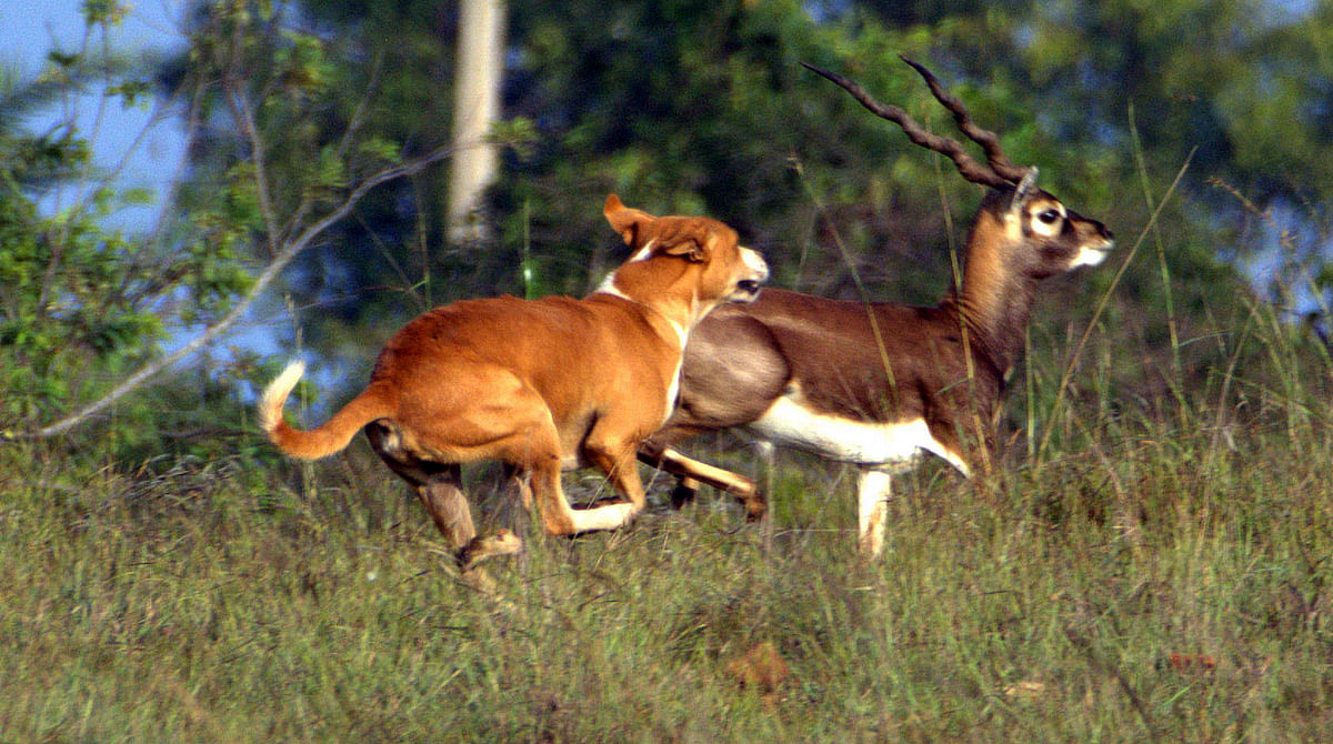 ಬೀದಿನಾಯಿಯ ಉಪಟಳ