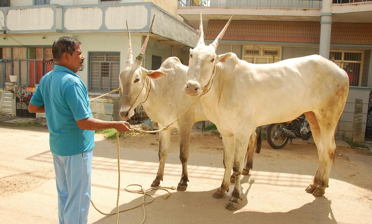 ಎತ್ತಿನ ಶೀನಪ್ಪ ಸಾಕಿರುವ ಎತ್ತುಗಳು