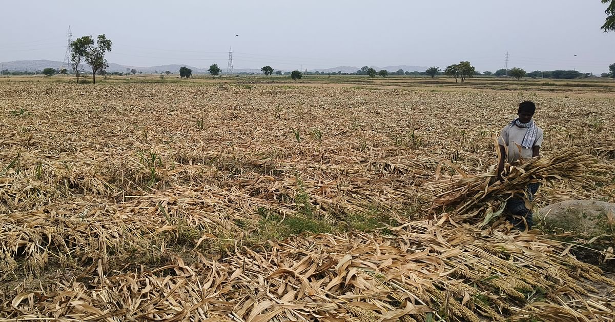 ತೆಕ್ಕಲಕೋಟೆ ಪಟ್ಟಣ ಸಮೀಪದ ಮಳೆಯಾಶ್ರಿತ ಜಮೀನಿನಲ್ಲಿ ರೈತ ಮಹಮ್ಮದ್ ಗೌಸ್ ಜೋಳದ ಕೊಯ್ಲು ಮಾಡಿರುವುದು