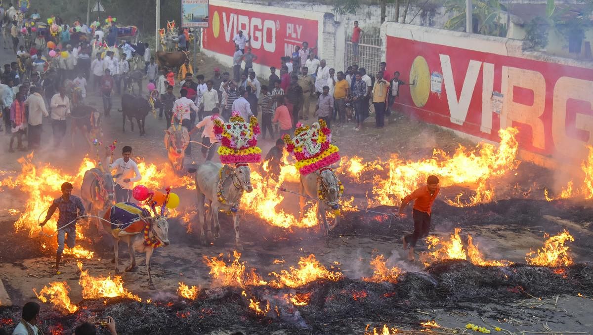 ಚಿಕ್ಕಮಂಡ್ಯದಲ್ಲಿ ರಾಸುಗಳ ಕಿಚ್ಚು ಹಾಯಿಸುತ್ತಿರುವುದು