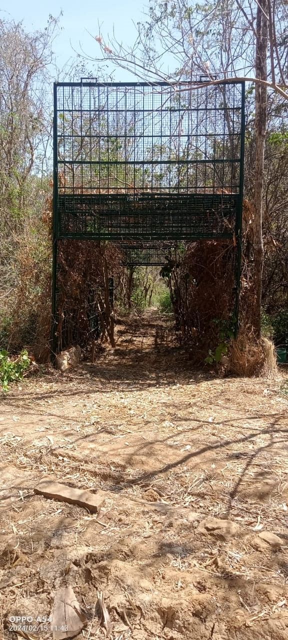 ವಾಕ್‌ಥ್ರೂ ಬೋನು