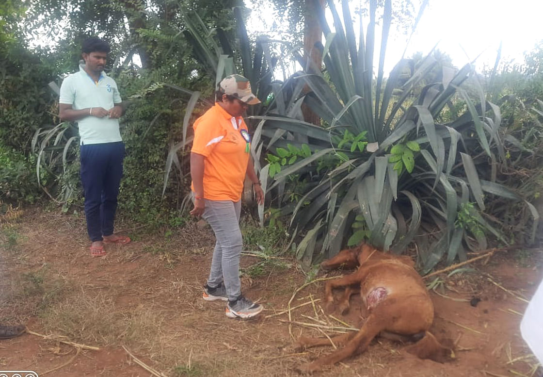 ಗಜೇಂದ್ರಗಡ ಸಮೀಪದ ಪ್ಯಾಟಿ ಗ್ರಾಮದ ಭೀಮಪ್ಪ ಧರ್ಮರ ಎಂಬುವವರ ಹೊಲದಲ್ಲಿ ಕಟ್ಟಿದ್ದ ಕುದುರೆಗಳ ಮೇಲೆ ಚಿರತೆ ದಾಳಿ ನಡೆಸಿರುವುದು (ಸಂಗ್ರಹ ಚಿತ್ರ)