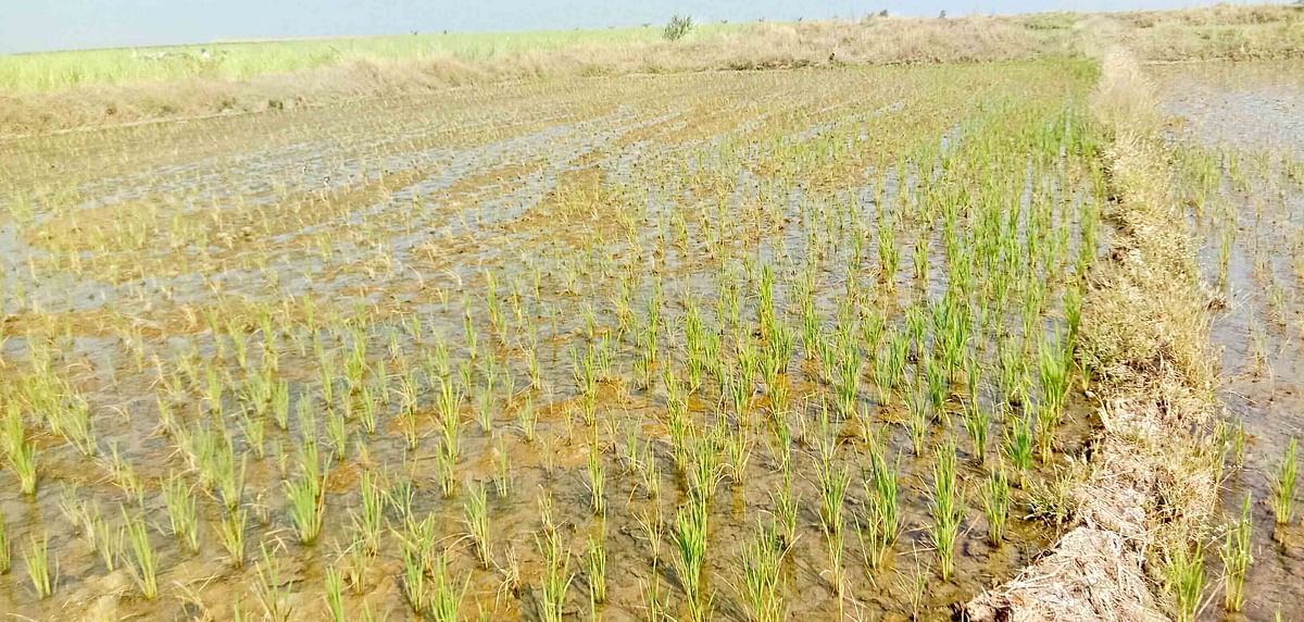  ನೀರಿಲ್ಲದೆ ಒಣಗುತ್ತಿರುವ ಭತ್ತದ ಬೆಳೆ