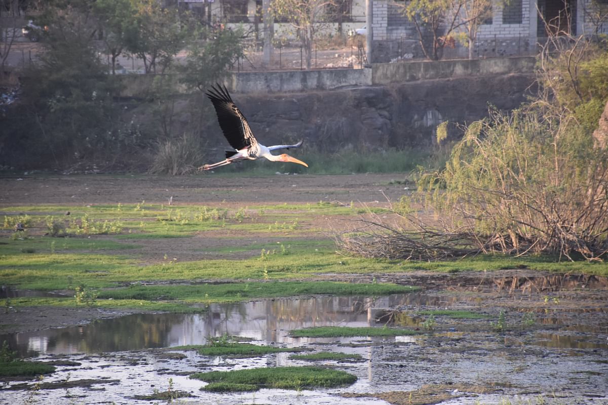 ಬಣ್ಣದ ಕೊಕ್ಕರೆ