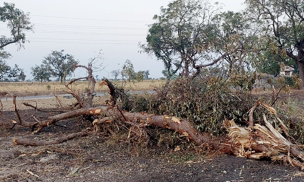 ನರೇಗಲ್‌ ಸಮೀಪದ ಜಕ್ಕಲಿ ಗ್ರಾಮದ ಸರಹದ್ದಿನ ಹೊಲಗಳಲ್ಲಿ ಬಹುರಾಷ್ಟ್ರೀಯ ಪವನ್‌ ವಿದ್ಯುತ್‌ ಖಾಸಗಿ ಕಂಪನಿಯವರು ತಮ್ಮ ಕಾಮಗಾರಿಗಾಗಿ ಗಿಡಗಳನ್ನು ನಾಶಪಡಿಸಿರುವುದು