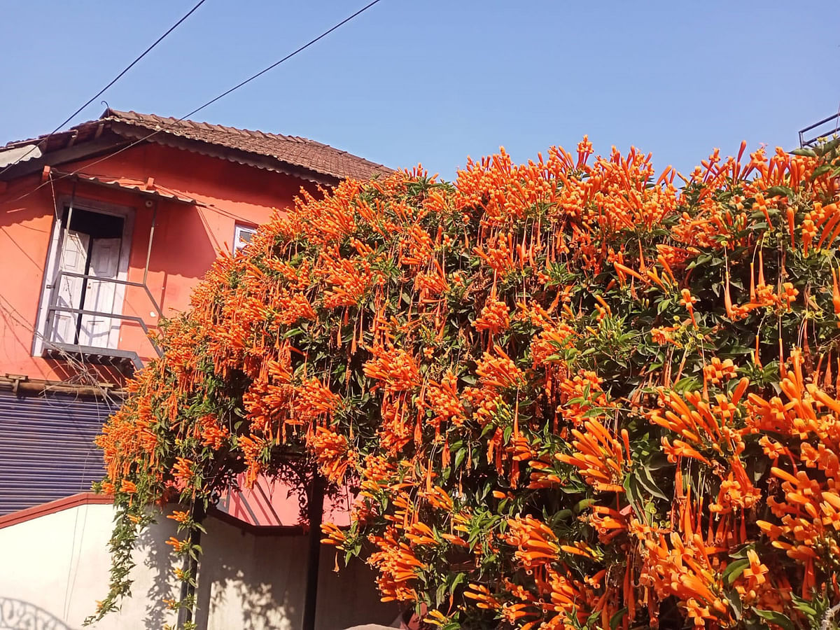 ಮನೆಯ ಗೋಡೆಗಳನ್ನೂ ಅಲಂಕರಿಸಿವೆ ಸುವರ್ಣಧಾರೆ ಹೂಗಳು