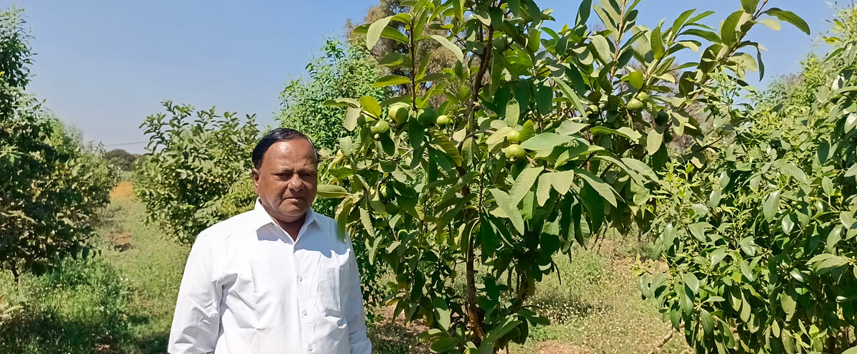 ನರೇಗಲ್‌ ಸಮೀಪದ ಜಕ್ಕಲಿ ಗ್ರಾಮದ ಸರಹದ್ದಿನಲ್ಲಿರುವ ಪೇರು ಹಾಗೂ ಶ್ರೀಗಂಧದ ತೋಟದಲ್ಲಿ ನಿಂತಿರುವ ನಿವೃತ್ತ ಶಿಕ್ಷಕ ಎಂ. ಎಸ್.‌ ಧಡೆಸೂರಮಠ