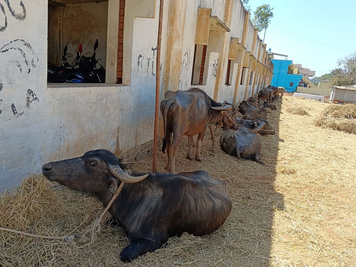 ಪರಶುರಾಂಪುರ ಸಮೀಪದ ಚೌಳೂರು ಗೇಟ್‌ನಲ್ಲಿನ ಗೋಶಾಲೆ ಕಟ್ಟಡದ ಅರೆ-ಬರೆ ನೆರಳಿನಲ್ಲಿ ಆಶ್ರಯ ಪಡೆದಿರುವ ಎಮ್ಮೆಗಳು