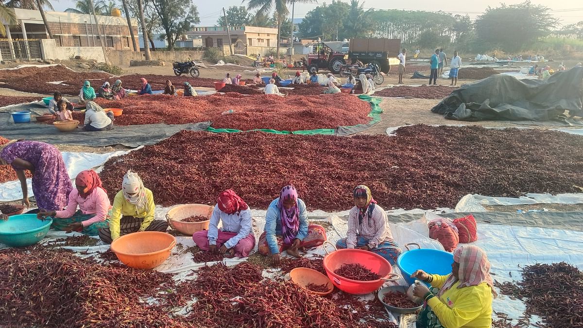 ಬಾಗಲಕೋಟೆ: ತೋಟಗಾರಿಕೆ ಬೆಳೆಗಳಿಗೆ ಬೇಕಿದೆ ಮಾರುಕಟ್ಟೆ