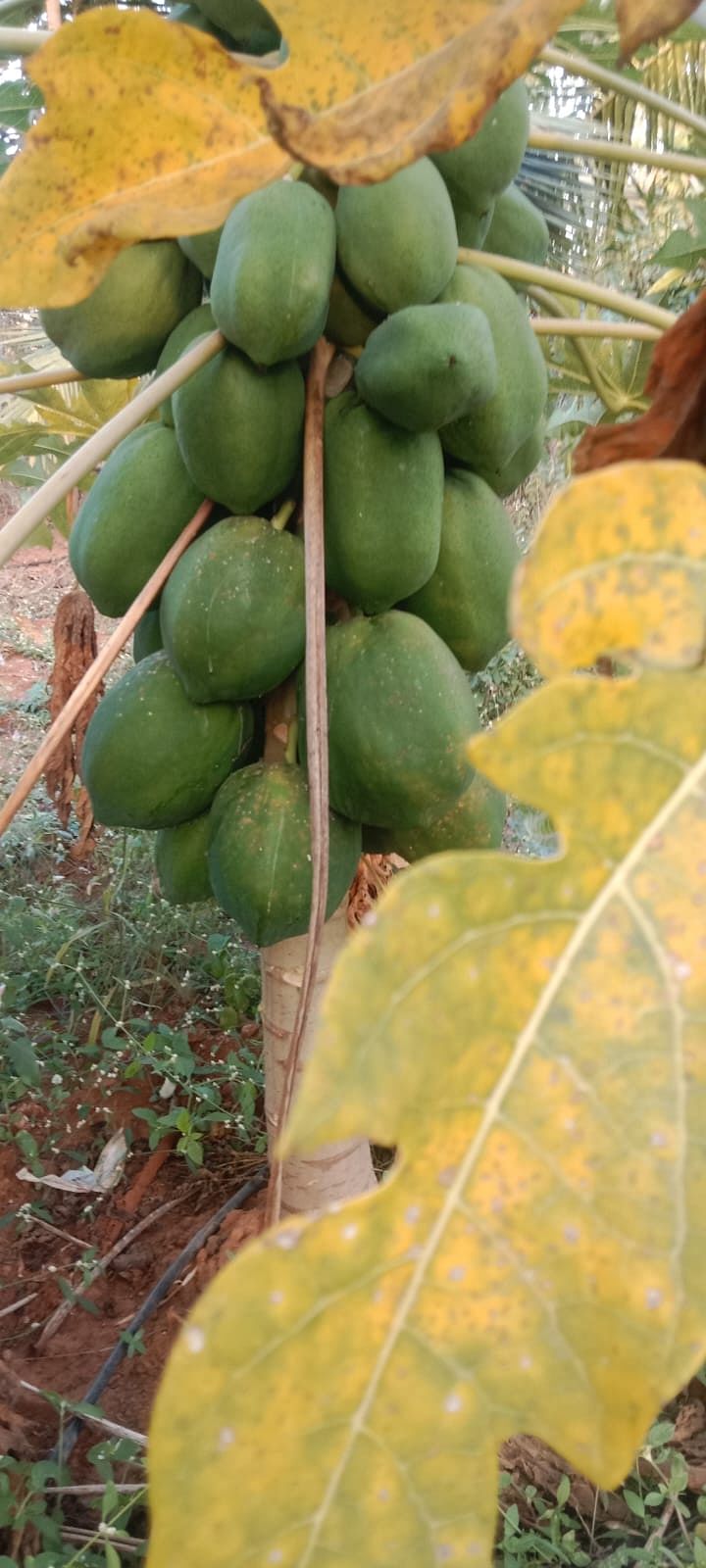 ಪಪ್ಪಾಯಿ ಹಣ್ಣು