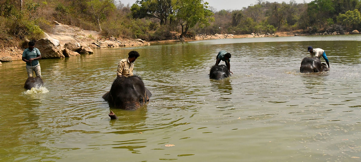 ಸಿಗೇಕಟ್ಟೆಯಲ್ಲಿ ಆನೆಗಳಿಗೆ ಜಲಮಜ್ಜನದ ನೋಟ